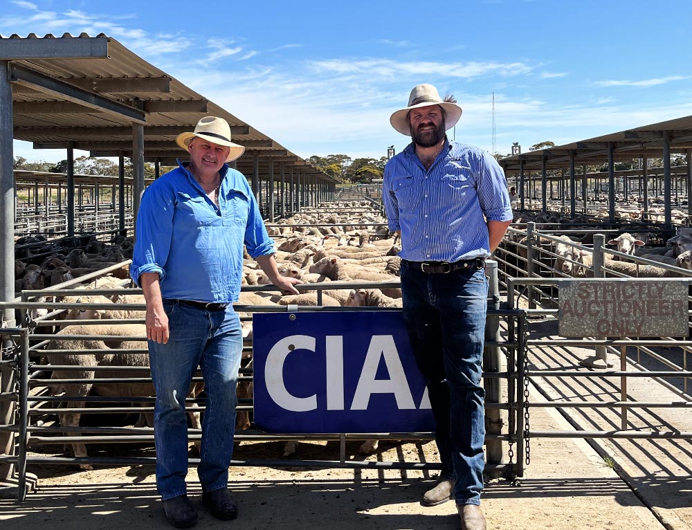 Independent Livestock Agents at CIAA South Australia Auction