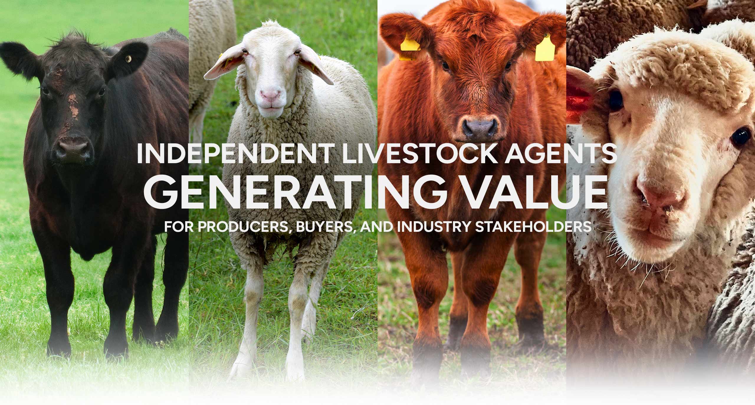 South Australia Independent Livestock Agents